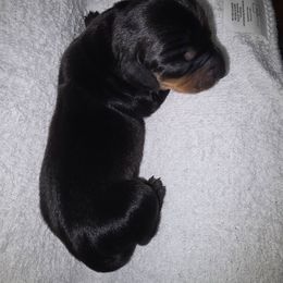 Sugarplum - Black and tan female Dachshund puppy in Oklahoma City, Oklahoma from Hamm Weenies  AKC (Dachshunds)