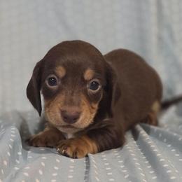 Bo 2k plus fee CKC - Chocolate and tan male Dachshund puppy in Cowen, West Virginia from Bennett Babies
