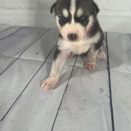 Girl 1 - Siberian Husky puppy in Michigan from DkG kennel LLC.