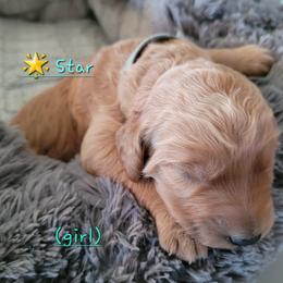 Goldendoodle Puppies from 3 Willows Goldendoodles