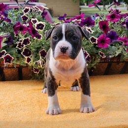 Girl 1 - American Staffordshire Terrier puppy in Springfield, Illinois from Prairieland Kennels