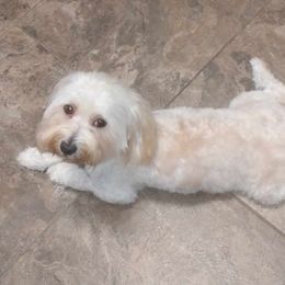 Amara - Havanese