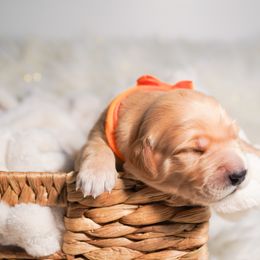 Golden Retriever, Miniature American Shepherd, and Siberian Husky Puppies from HuskiesAndGoldensWithFinesse