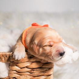 Golden Retriever, Miniature American Shepherd, and Siberian Husky Puppies from HuskiesAndGoldensWithFinesse