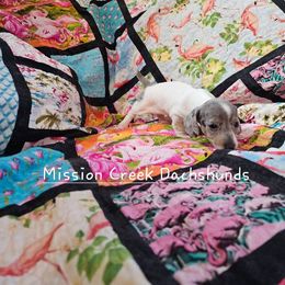 Girl 2 - Dapple Dachshund puppy in Winchester, Idaho from Mission Creek Dachshunds