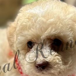 Cockapoos, Dachshunds, and Poodles from The Royal Kennel