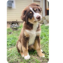 Australian Shepherd and Miniature Australian Shepherd Puppies from Integrity Aussies Tx