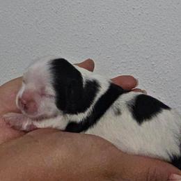 Boy 2 - Black and white male Shihpoo puppy in Eldon, Missouri from B&B Designer Shihpoo’s