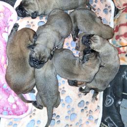Boy - Apricot male Mastiff puppy in Uhrichsville, Ohio from Angela's Mastiffs