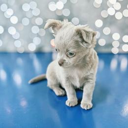 AKC Fluffy Lilac  boy1 - Silver male Chihuahua puppy in Brooklyn, New York from Nadezhda's Chihuahuas
