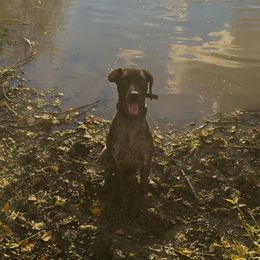 German Shorthaired Pointer All Grown Up from Owl Ranch GSP