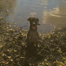 German Shorthaired Pointer All Grown Up from Owl Ranch GSP