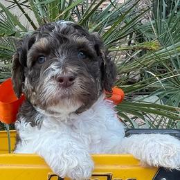 Nash - Parti male Labradoodle puppy in St George, Utah from Terra's Swann's Kennels