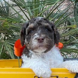 Nash - Parti male Labradoodle puppy in St George, Utah from Terra's Swann's Kennels