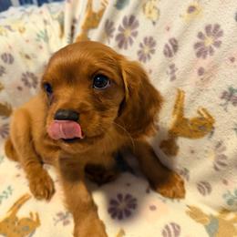 Barney - Ruby male Cavalier King Charles Spaniel puppy in Destin, Florida from Ruby’s Coastal Cavaliers