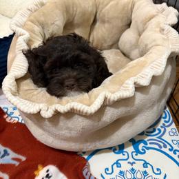Edwidge (EDDIE) - Brown and white female Cockapoo puppy in Lillington, North Carolina from Peace, Love, and Puppies at the Creek