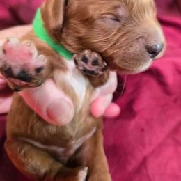 John - Blenheim male Cavapoo puppy in Siloam Springs, Arkansas from Kingdom Bound By Design