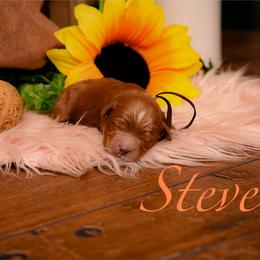 Steve - Red  male Goldendoodle puppy in Syracuse, Utah from 2 Bros Doodles
