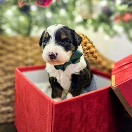 Chip - Tri-color male Bernedoodle puppy in Russell Springs, Kentucky from 270 Doodles