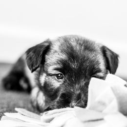 Border Collie and Skye Terrier Puppies from Skyward Farms