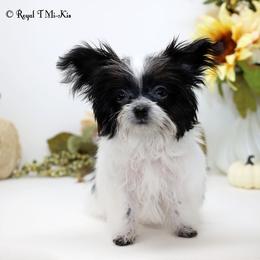 Desiree - Black female Mi-Ki puppy in Elizabeth, Colorado from Royal T Mi-Kis