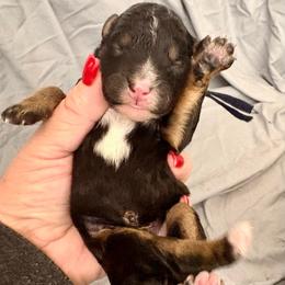 Black collar boy - Tri-color male Bernedoodle puppy in Lake, Michigan from 3 King Doodles & Poodles