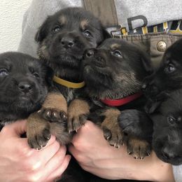 German Shepherds from BGM German Shepherds