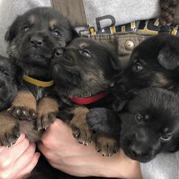 German Shepherds from BGM German Shepherds