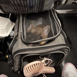 French Bulldog Puppies from Rockstar Kennel