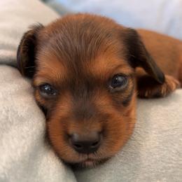 Spirit - Red male Dachshund puppy in Clarksdale, Mississippi from Bo Didley's Doxies