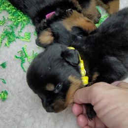 Boy 3 - Rottweiler puppy in Cocoa, Florida from Space Coast Rottweilers