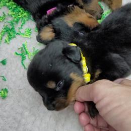 Boy 3 - Rottweiler puppy in Cocoa, Florida from Space Coast Rottweilers
