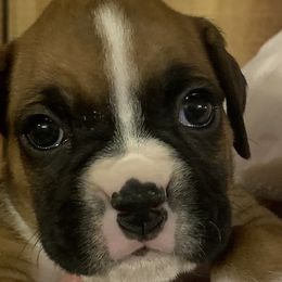 Girl 6 - Boxer puppy in Elyria, Ohio from Just-A-Wyn Boxers