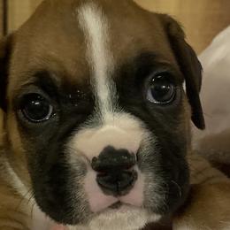Girl 6 - Boxer puppy in Elyria, Ohio from Just-A-Wyn Boxers