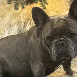 Lulu - French Bulldog