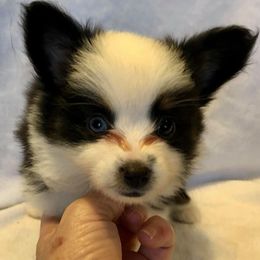 Miniature Australian Shepherd and Toy Australian Shepherd Puppies from Gamel’s Ausome Aussies
