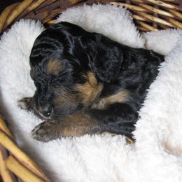 Bernedoodle Puppies from Willow Creek Farm