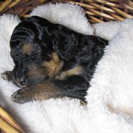 Bernedoodle Puppies from Willow Creek Farm