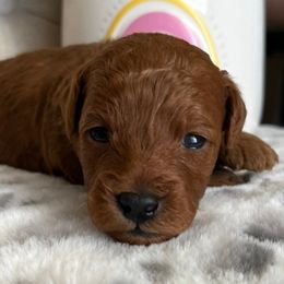 Goldendoodles from Winnie Doodles