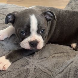 Romeo - Blue male Boston Terrier puppy in Belleville, Missouri from Belleville Bostons