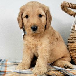 Heath - Apricot male Goldendoodle puppy in Temecula, California from Oodles O'Doodles