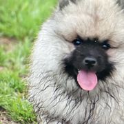 Keeshond Puppies from StarStruck Keeshonden