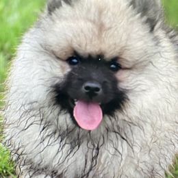 Keeshond Puppies from StarStruck Keeshonden