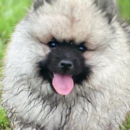 Keeshond Puppies from StarStruck Keeshonden
