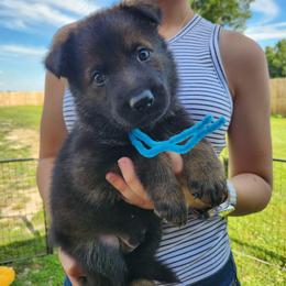 Blue collar - Sable male German Shepherd puppy in Ramsey, Illinois from Haus-Farr German Shepherds