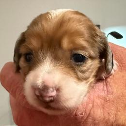 Girl 1 - Piebald female Dachshund puppy in Palm Coast, Florida from Michelle’s Mini Dachshunds