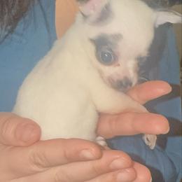 Mrs Panda Bear charting 3-4 lb 6000 - Fawn and white female Chihuahua puppy in Las Vegas, Nevada from Quality Poms Chihuahua Yorkies of Las vegas