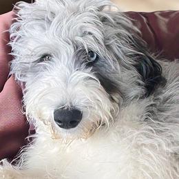 Malibu - Aussiedoodle puppy from Kiki’s Doodles