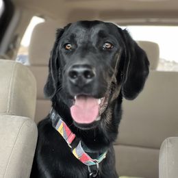 Labrador Retriever puppies from Royalty’s Farm