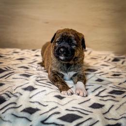 Teal collar - Brindle female Anatolian Shepherd Dog puppy in Spokane, Washington from 4D Cattle Dogs